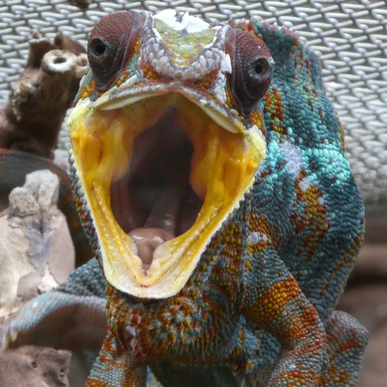 Pantherchamäleon am 5. Juni 2017 im Terrarium im Zoologischen Garten der Stadt Wuppertal