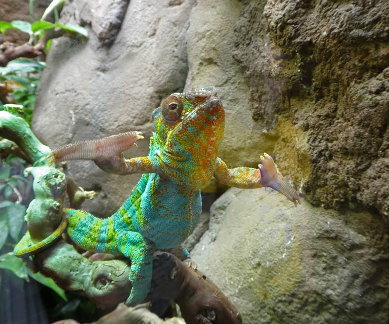 Pantherchamäleon am 22. Juli 2017 an der Besucher-Glasscheibe im Terrarium im Zoo Wuppertal