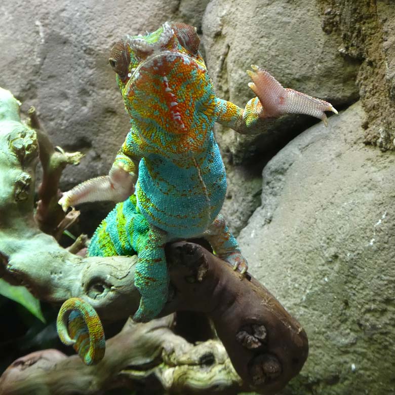 Pantherchamäleon am 22. Juli 2017 an der Besucher-Glasscheibe im Terrarium im Wuppertaler Zoo