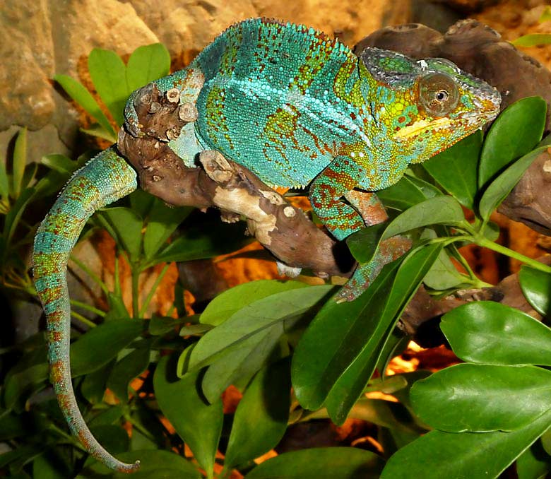 Pantherchamäleon am 22. Oktober 2017 im Terrarium im Wuppertaler Zoo