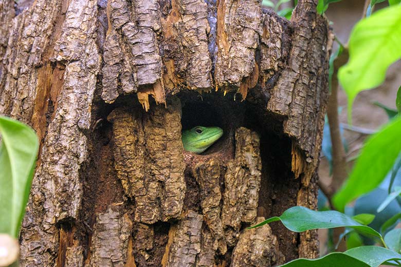 Grüne Baumeidechse am 24. September 2021 im Terrarium im Zoologischen Garten der Stadt Wuppertal