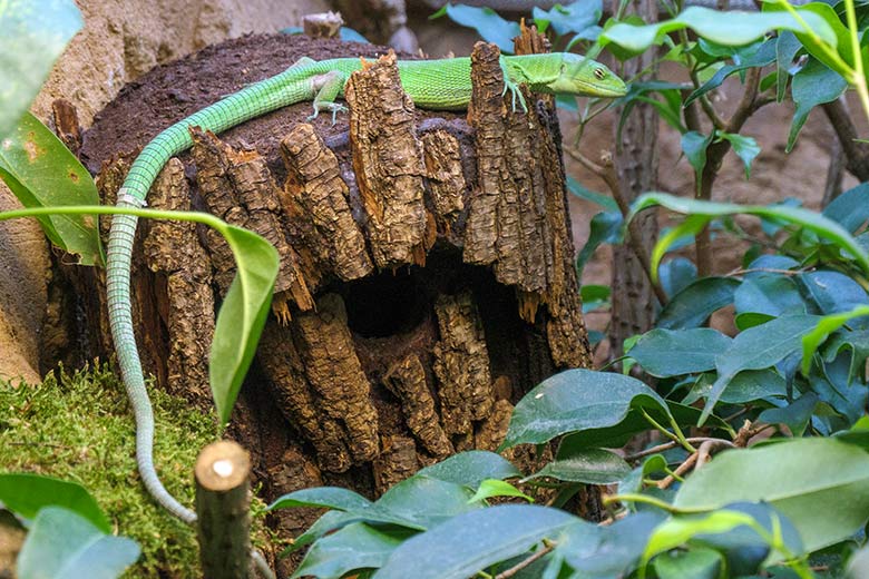 Grüne Baumeidechse am 17. Oktober 2021 im Terrarium im Grünen Zoo Wuppertal