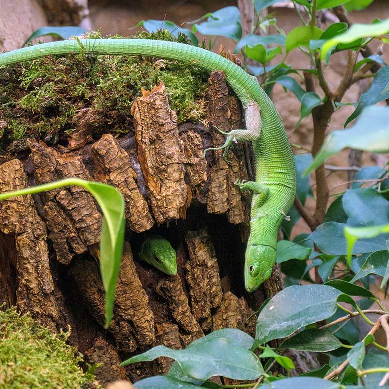 Grüne Baumeidechsen am 2. November 2021 im Terrarium im Zoo Wuppertal