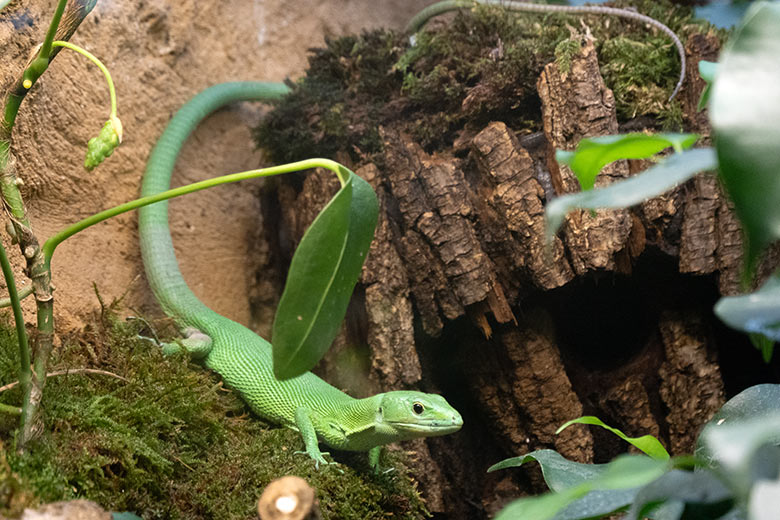 Grüne Baumeidechse am 20. November 2021 im Terrarium im Wuppertaler Zoo