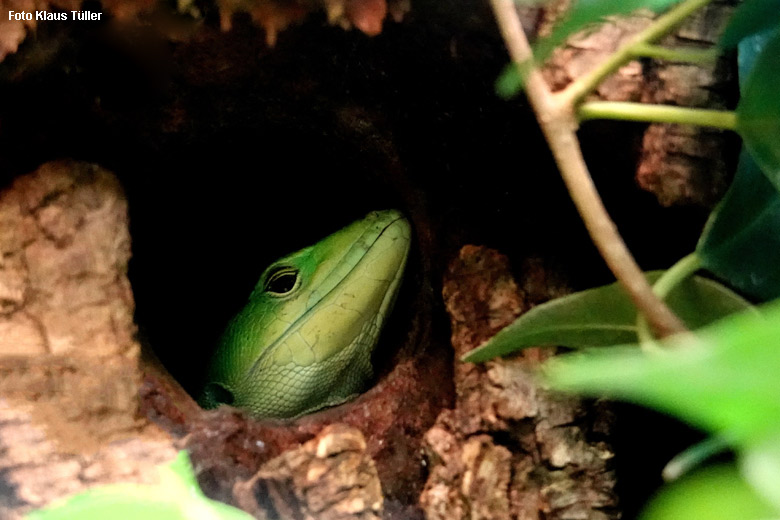 Grüne Baumeidechse am 21. Dezember 2021 im Terrarium im Zoologischen Garten der Stadt Wuppertal (Foto Klaus Tüller)