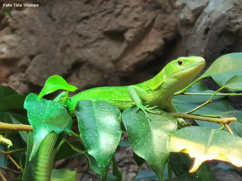 Weiblicher Gebänderter Fidschi-Leguan am 22. Januar 2022 im Terrarium im Grünen Zoo Wuppertal (Foto Tina Stumpe)