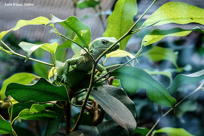 Grüne Baumeidechse am 30. Januar 2022 im Terrarium im Zoologischen Garten der Stadt Wuppertal (Foto Klaus Tüller)