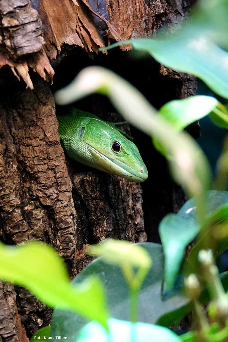 Grüne Baumeidechse am 8. Februar 2022 im Terrarium im Grünen Zoo Wuppertal (Foto Klaus Tüller)