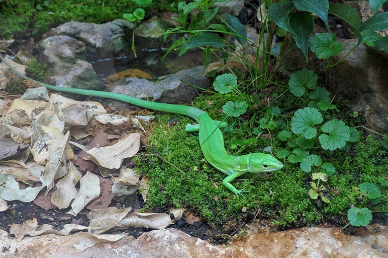 Grüne Baumeidechse am 27. Mai 2022 im Terrarium im Zoo Wuppertal