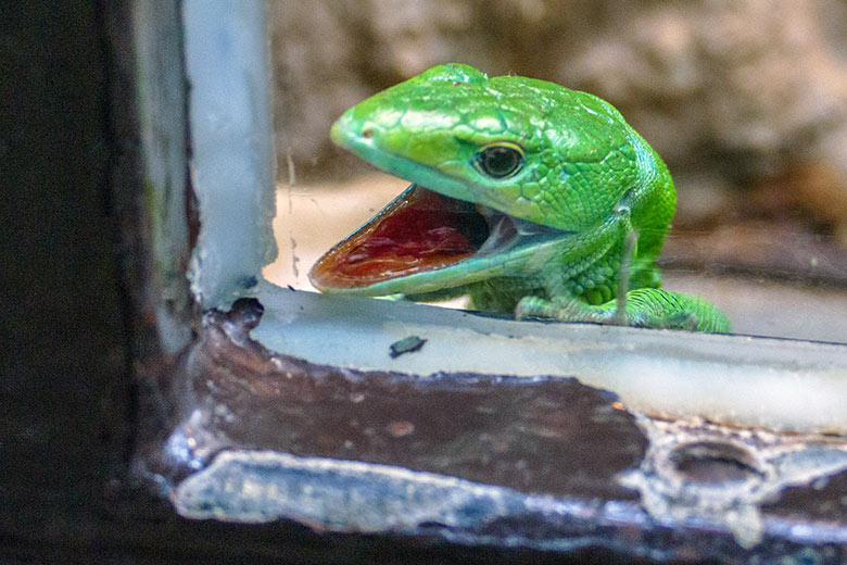 Grüne Baumeidechse am 11. Juni 2022 im Terrarium im Grünen Zoo Wuppertal