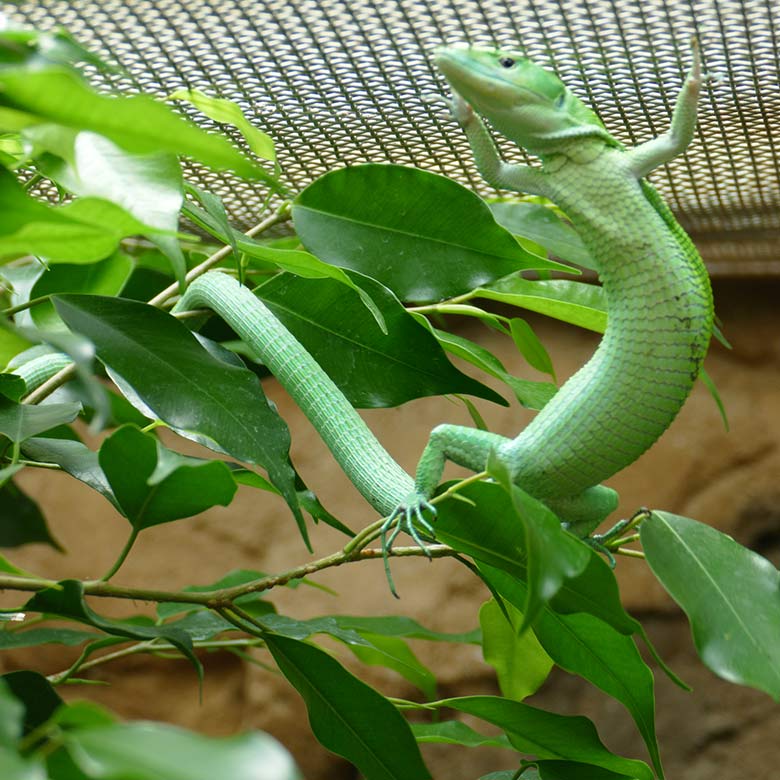 Grüne Baumeidechse am 2. Juli 2022 im Terrarium im Wuppertaler Zoo