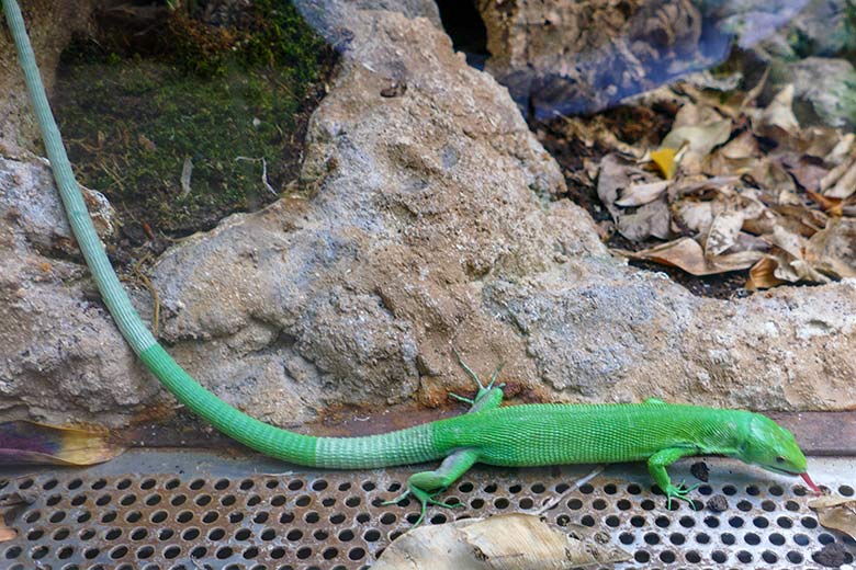 Grüne Baumeidechse am 19. Juli 2022 im Terrarium im Zoologischen Garten Wuppertal