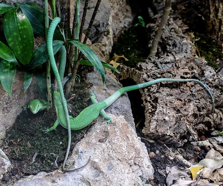 Grüne Baumeidechsen am 19. Juli 2022 im Terrarium im Grünen Zoo Wuppertal