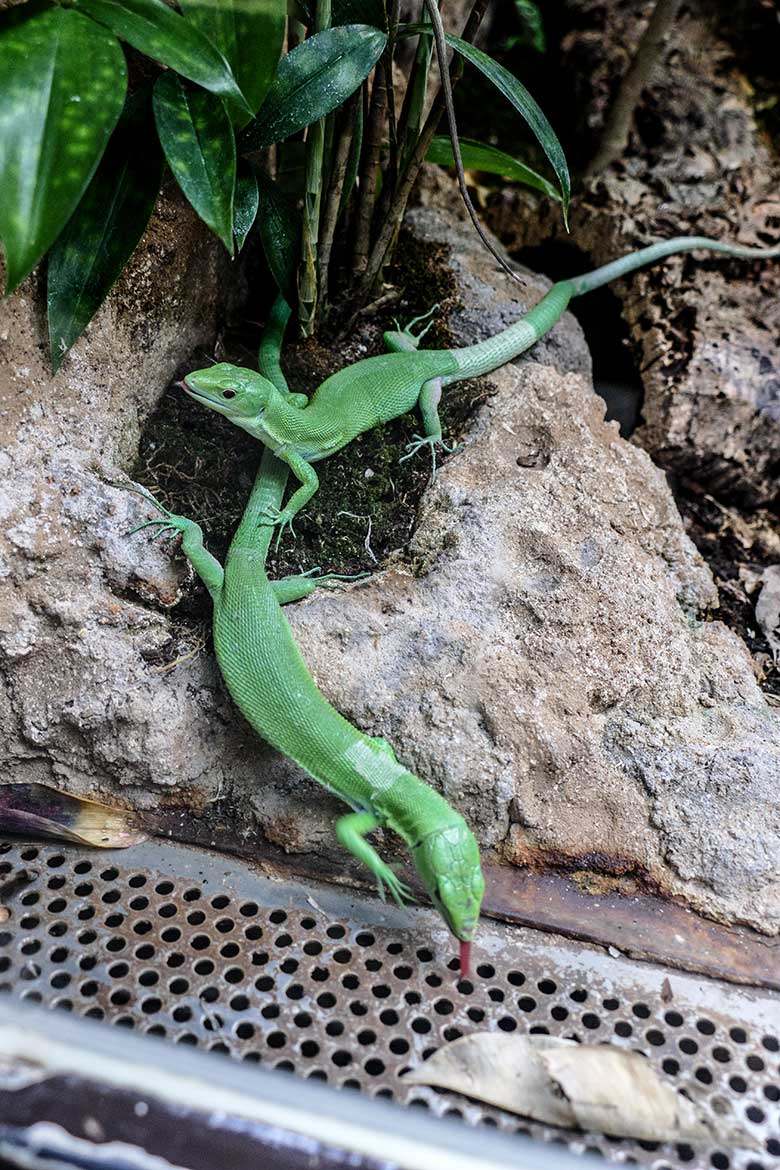 Grüne Baumeidechsen am 19. Juli 2022 im Terrarium im Zoo Wuppertal