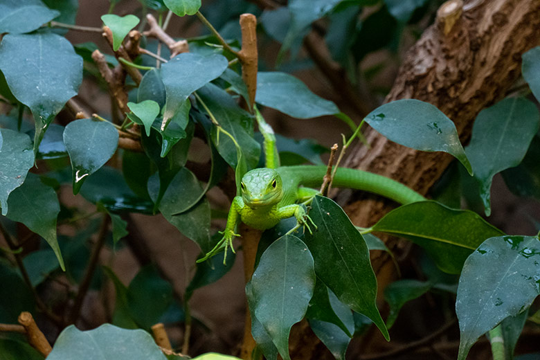 Grüne Baumeidechse am 18. Februar 2023 im Terrarium im Grünen Zoo Wuppertal