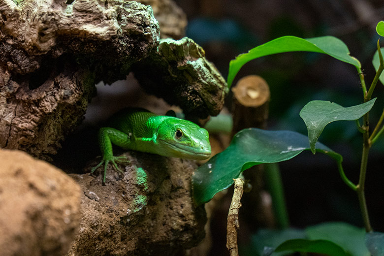 Grüne Baumeidechse am 18. Februar 2023 im Terrarium im Wuppertaler Zoo