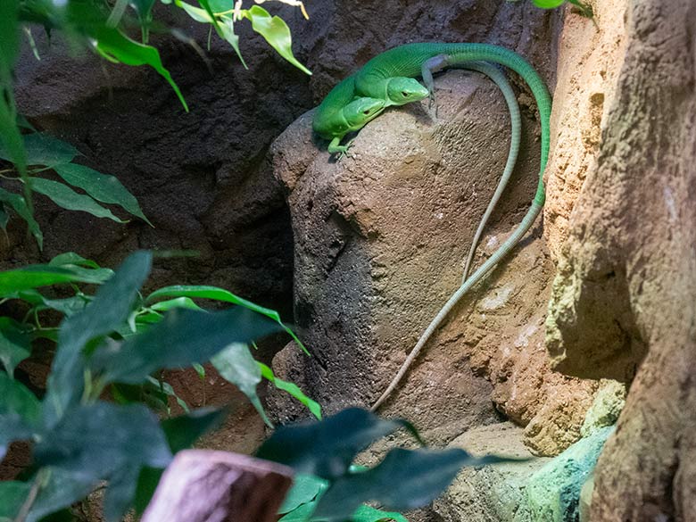 Grüne Baumeidechsen am 14. November 2023 im Terrarium im Zoo Wuppertal