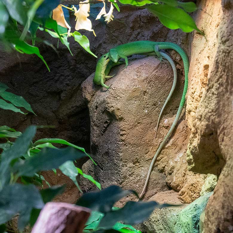 Grüne Baumeidechsen am 14. November 2023 im Terrarium im Wuppertaler Zoo