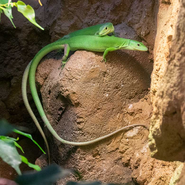 Grüne Baumeidechsen am 14. November 2023 im Terrarium im Grünen Zoo Wuppertal