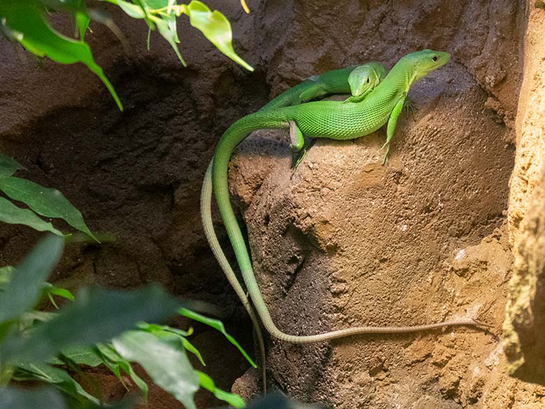 Grüne Baumeidechsen am 14. November 2023 im Terrarium im Zoologischen Garten Wuppertal