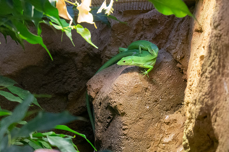 Grüne Baumeidechsen am 14. November 2023 im Terrarium im Wuppertaler Zoo