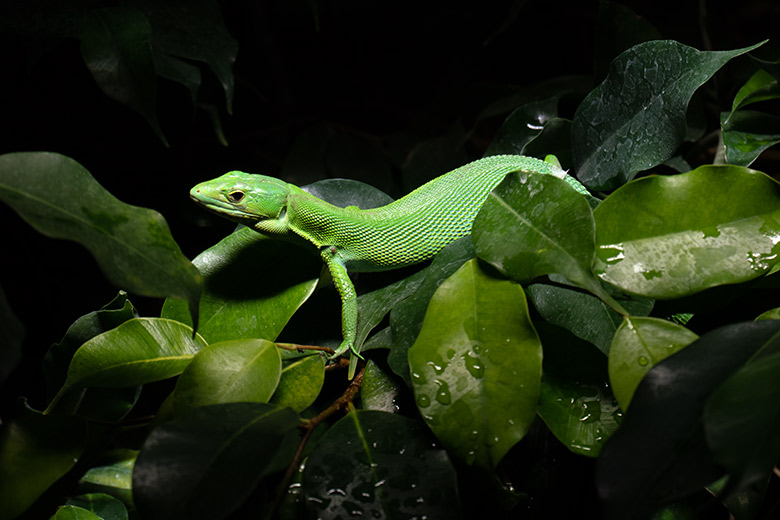 Grüne Baumeidechse am 18. November 2023 im Terrarium im Zoologischen Garten der Stadt Wuppertal