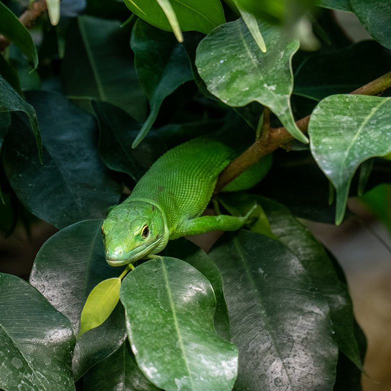 Grüne Baumeidechse am 24. November 2023 im Terrarium im Grünen Zoo Wuppertal