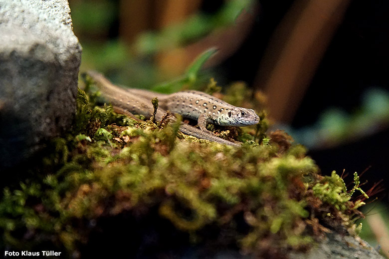 Weibliche Zauneidechse am 23. November 2018 im Terrarium im Zoologischen Garten Wuppertal (Foto Klaus Tüller)