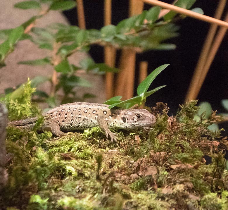 Zauneidechse am 23. November 2018 im Terrarium im Grünen Zoo Wuppertal