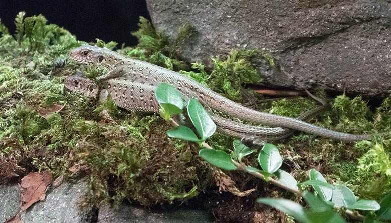 Zauneidechsen am 23. November 2018 im Terrarium im Zoo Wuppertal