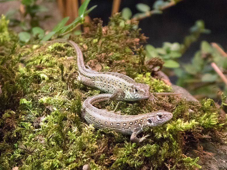 Zauneidechsen am 23. November 2018 im Terrarium im Wuppertaler Zoo