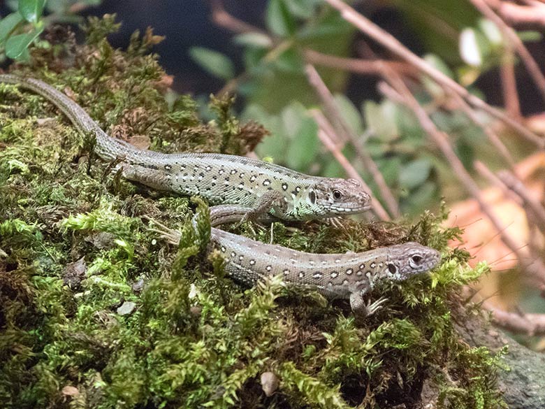 Zauneidechsen am 23. November 2018 im Terrarium im Zoologischen Garten der Stadt Wuppertal