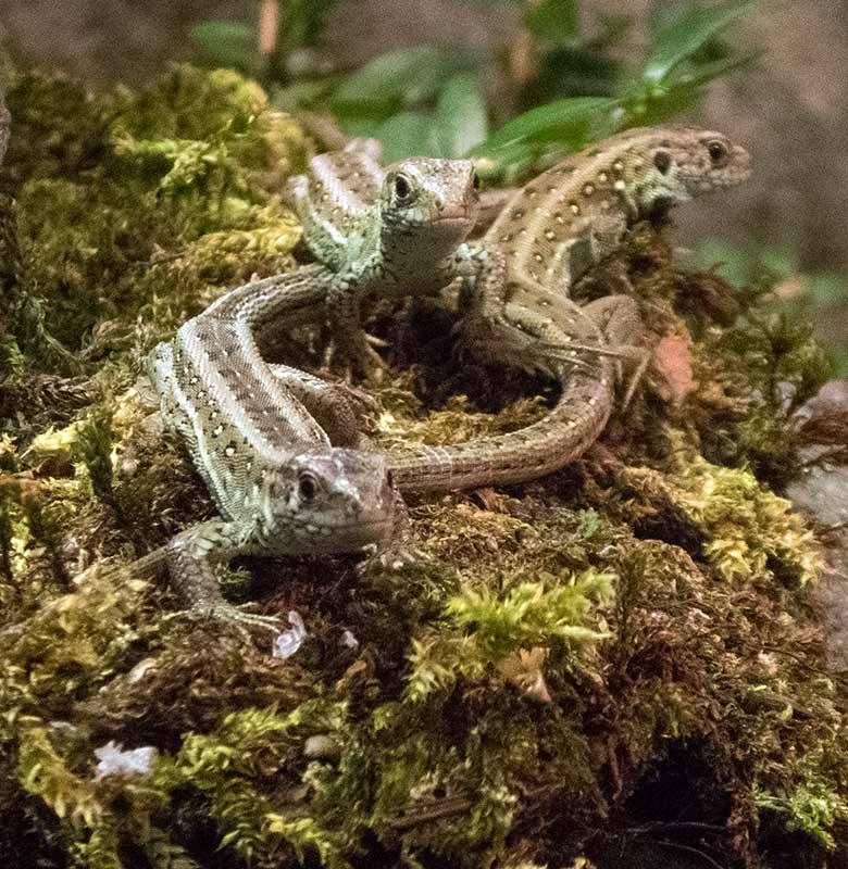 Zauneidechsen am 4. Dezember 2018 im Terrarium im Grünen Zoo Wuppertal