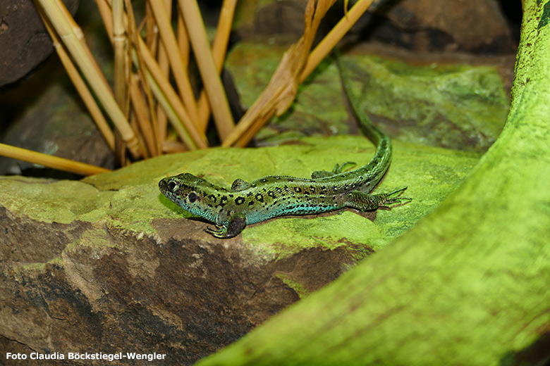 Zauneidechse am 13. Februar 2019 im Terrarium im Wuppertaler Zoo (Foto Claudia Böckstiegel-Wengler)