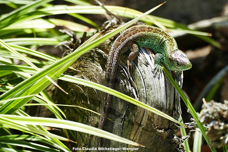 Zauneidechse am 14. September 2019 auf der Europa-Anlage im Grünen Zoo Wuppertal (Foto Claudia Böckstiegel-Wengler)