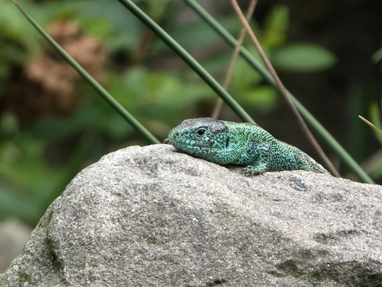 Männliche Zauneidechse am 17. Juni 2020 auf der Außenanlage im Zoo Wuppertal