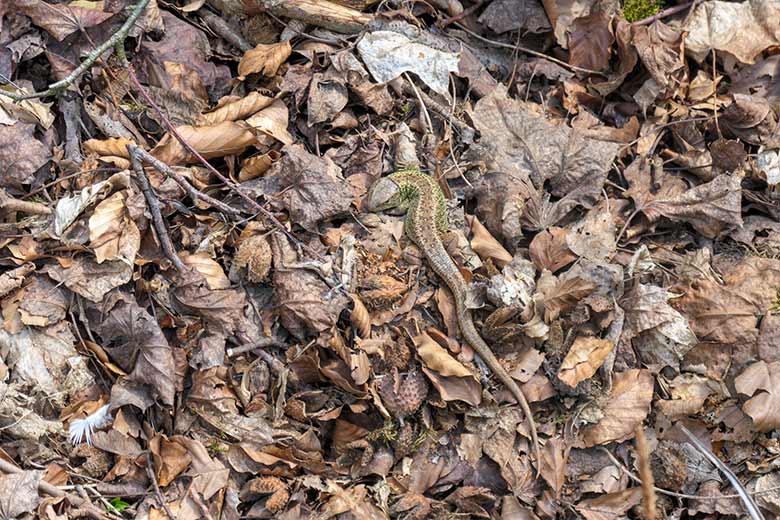 Zwei Zauneidechse am 16. April 2021 auf der Außenanlage zwischen Seelöwen-Becken und Eisbär-Gehege im Zoo Wuppertal