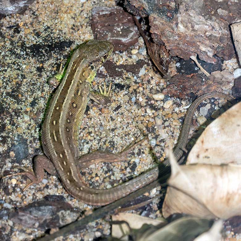 Zauneidechse am 2. November 2021 im Terrarium im Zoologischen Garten der Stadt Wuppertal