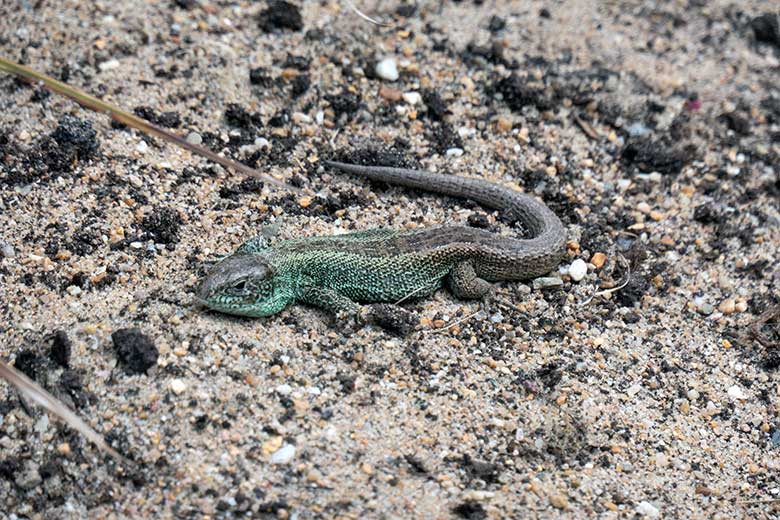 Männliche Zauneidechse am 29. März 2022 auf der Außenanlage für Europäische Amphibien und Reptilien neben dem Seelöwen-Becken im Grünen Zoo Wuppertal