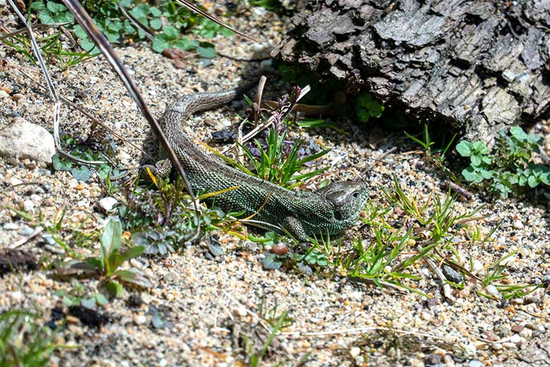 Männliche Zauneidechse am 11. April 2023 auf der Außenanlage im Wuppertaler Zoo