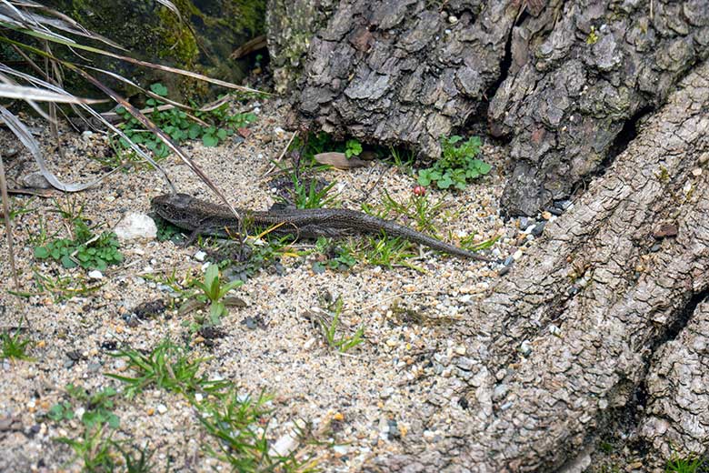 Weibliche Zauneidechse am 15. April 2023 auf der Außenanlage im Grünen Zoo Wuppertal