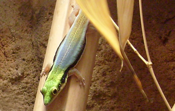 Blaue Bambusphelsume im Wuppertaler Zoo im November 2008