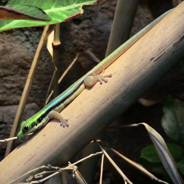 Blaue Bambusphelsume im Wuppertaler Zoo im April 2012