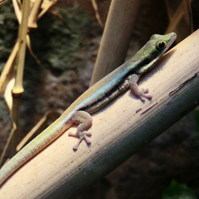 Blauer Bambus-Taggecko im Wuppertaler Zoo im April 2012