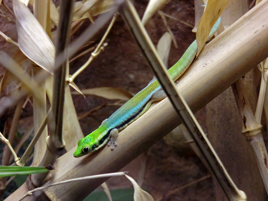 Blaue Bambusphelsume im Zoo Wuppertal im Dezember 2012