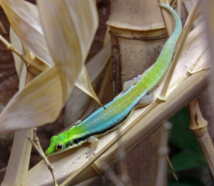 Blaue Bambusphelsume im Wuppertaler Zoo im Dezember 2012