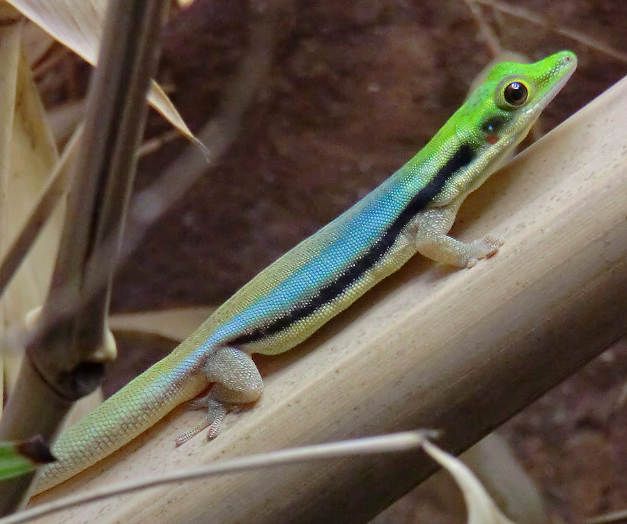 Blaue Bambusphelsume im Zoo Wuppertal im Dezember 2012