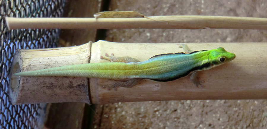 Blaue Bambusphelsume im Zoo Wuppertal im April 2013