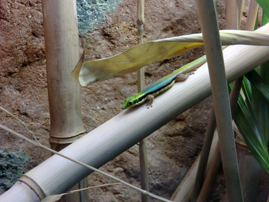 Blaue Bambusphelsume im Wuppertaler Zoo im Mai 2013