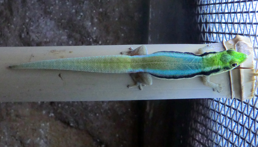 Blaue Bambusphelsume im Zoo Wuppertal im Dezember 2013